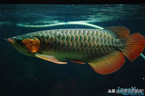 辣椒紅龍幼魚|紅龍魚:紅龍魚簡介,外形特徵,生活習性,雌雄分辨,繁殖。